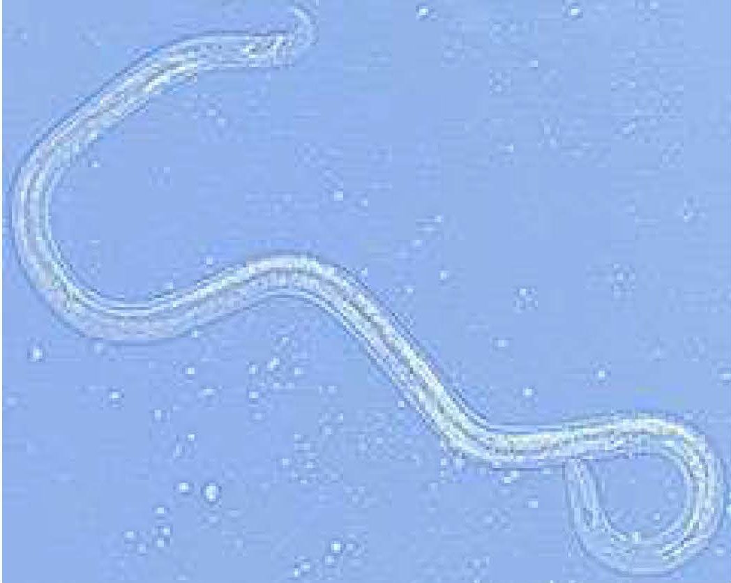 Pine Wilt Nematode