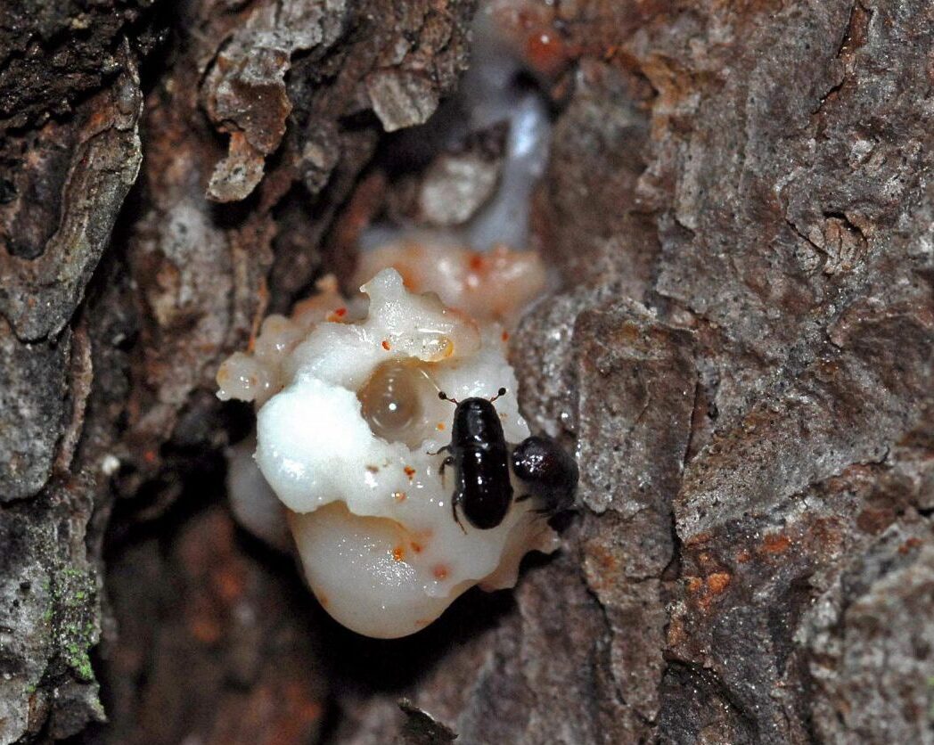 Southern Yellow Pine Beetle